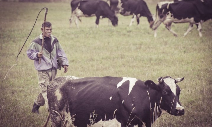 В Одесской области пастух угнал стадо коров