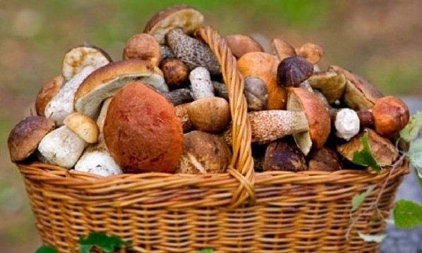 В Одесской области три человека отравились грибами