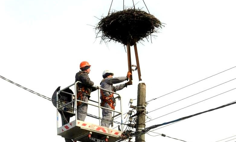 Все для аистов: Облэнерго делает на столбах токозащиту для безопасных гнезд