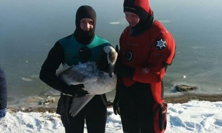 В Одесской области лебедей спасали изо льда 