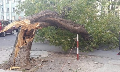 Одесский шторм снес 70 деревьев 