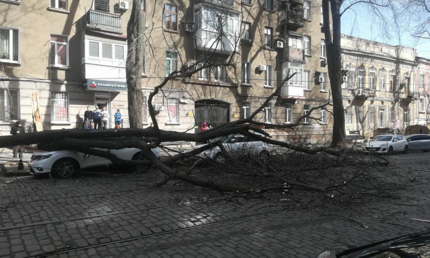 В Одессе ветер повалил уже 400 деревьев 