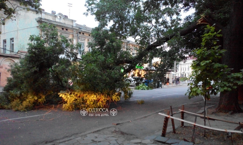 В центре Одессы упала огромная ветка