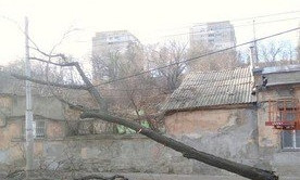 В Одессе порывистый ветер повалил деревья 