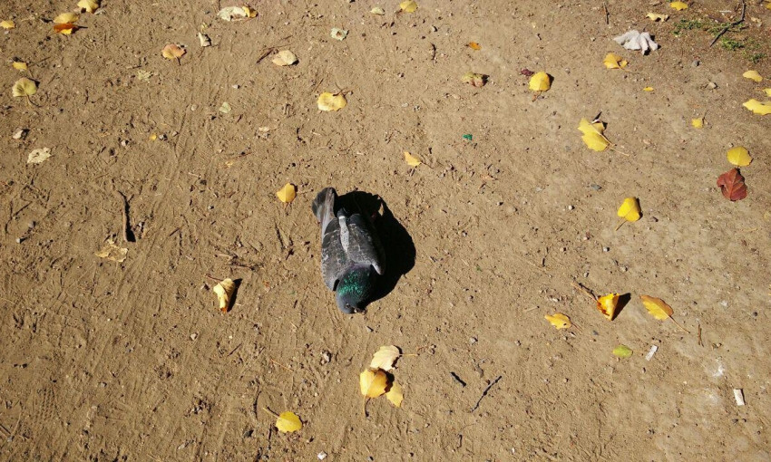 В парке Победы обнаружили мёртвых голубей (ФОТО)