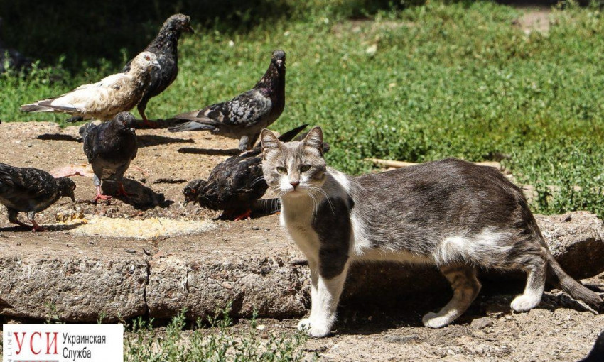 Одесские котики и голуби в знойный летний день