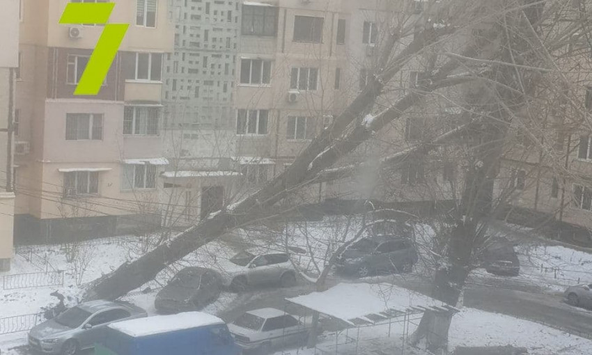В Одессе дерево рухнуло на автомобиль 