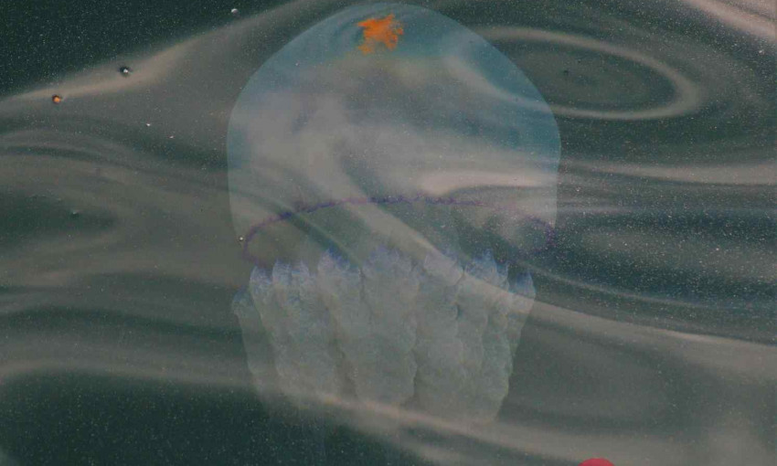 В Одессу приплыли стаи медуз 