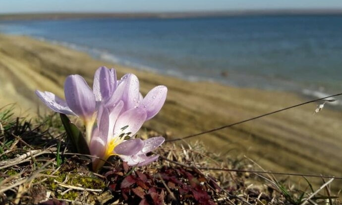 «Улыбка весны»: в ландшафтном парке под Одессой расцвели редкие первоцветы (фото)