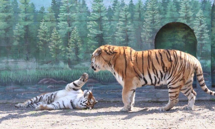 В Одесском зоопарке выбирают «Пару года» (Фото)