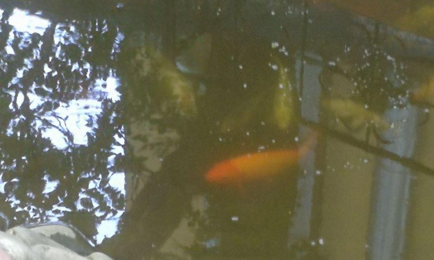 В пруд на территории Летнего театра запустили декоративных рыбок (фото)