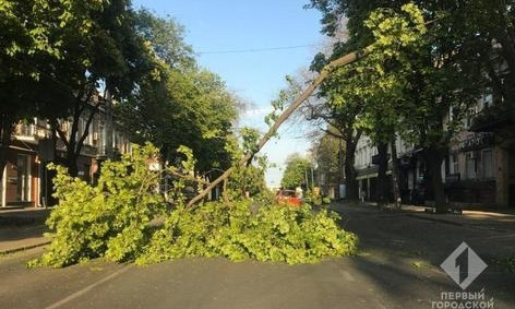 В Одессе ветка упала на провода и заблокировала дорогу 