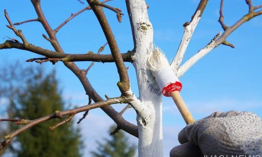 В Одессе будут штрафовать за побелку деревьев