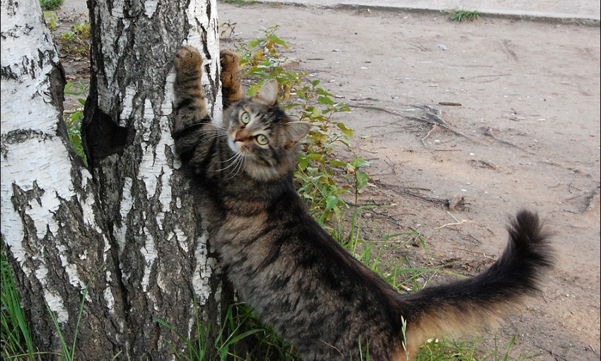 Горожане и спасатели снимали кошку с дерева в Горсаду