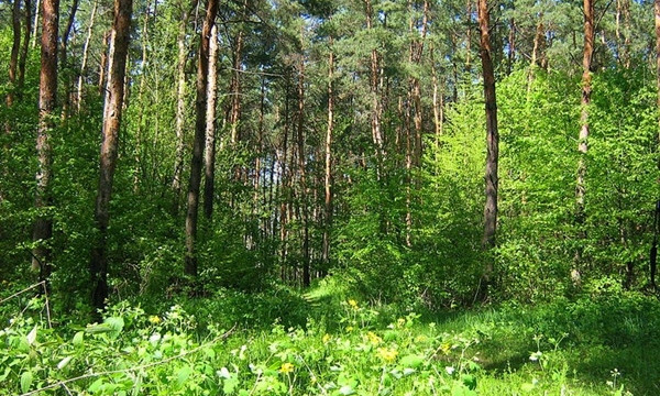 Леса Одесской области стремительно засыхают и много болеют