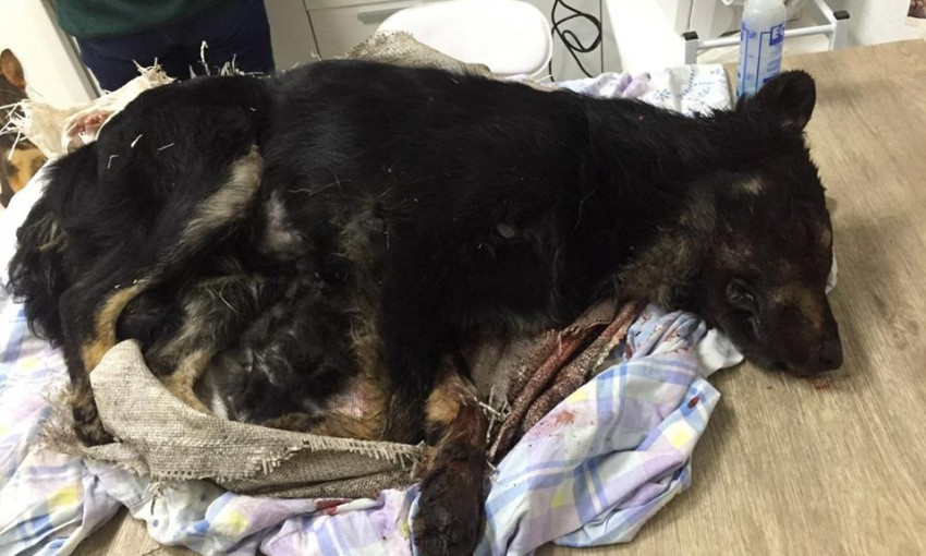 В Черноморске живодёры засунули собаку в мешок и избили (ФОТО)