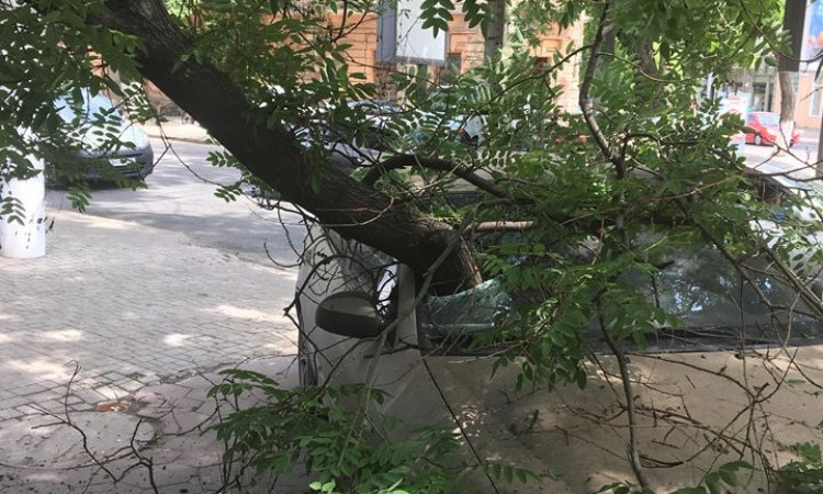 В Одессе дерево повредило лобовое стекло автомобиля (ФОТО)