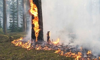В Одесской области горел лес