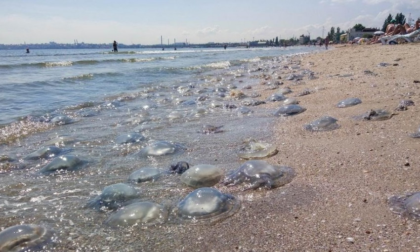 Мёртвые медузы испортили одесситам бархатный сезон (ФОТО)