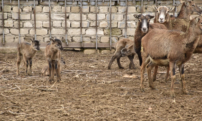 В Одесском зоопарке родилось сразу несколько муфлонов 