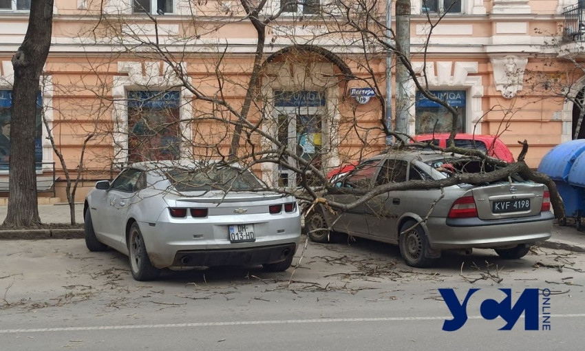 В Одессе поднимается ветер – рухнуло первое дерево 
