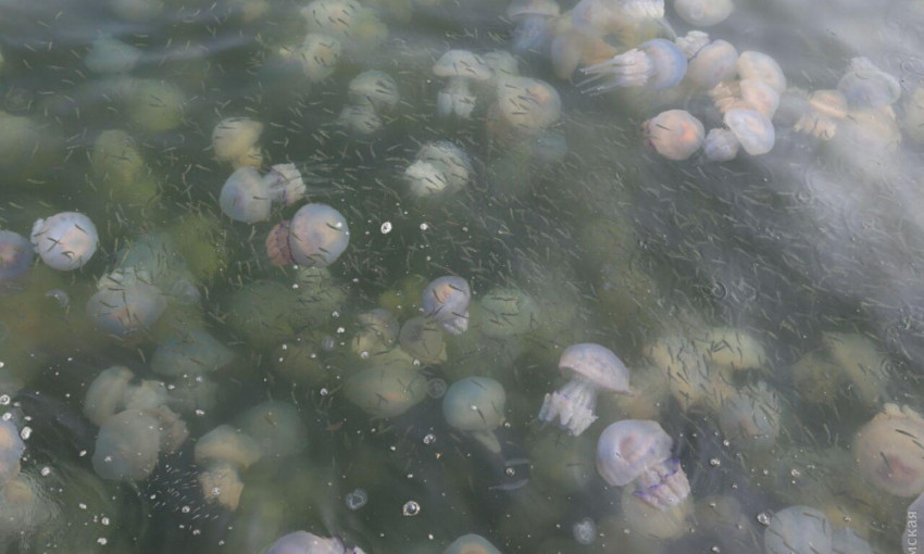 У побережья Одессы обнаружили нашествие медуз (ФОТО)