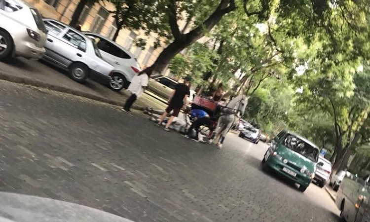 Посреди улицы в Одессе конь потерял сознание (ФОТО)