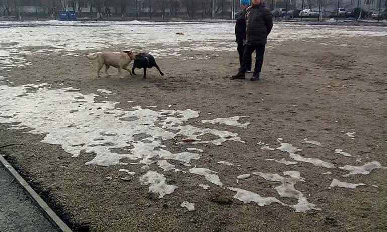 На Котовского дети вынуждены играть вместе с собаками