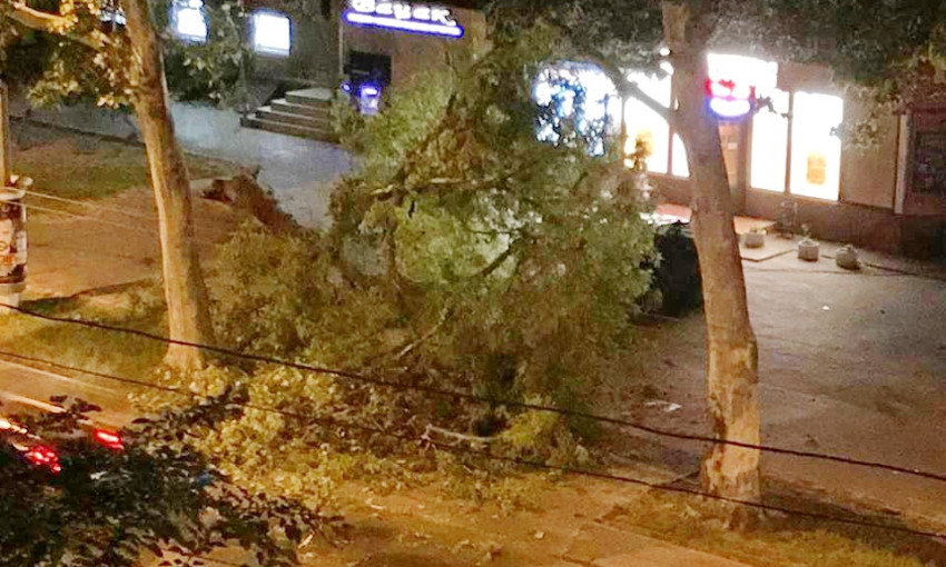 Огромная ветка упала на тротуар на проспекте Шевченко