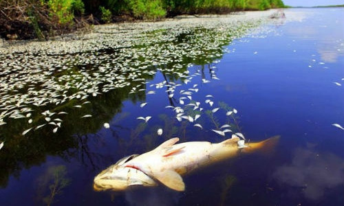 В Одесской области массовая гибель рыбы