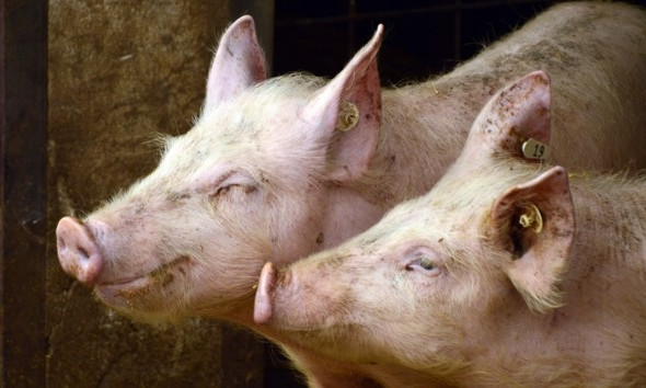 В Одесской области нашли трупы зараженных свиней
