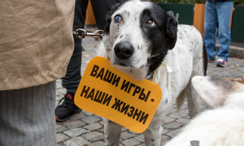 В Одессе пройдет марш в защиту прав животных 