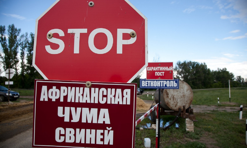 В Одесской области активно распространяется африканская чума