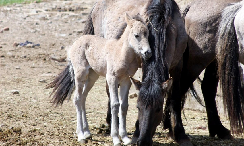 В Одесской области привезенные из Латвии дикие лошади дали первое потомство