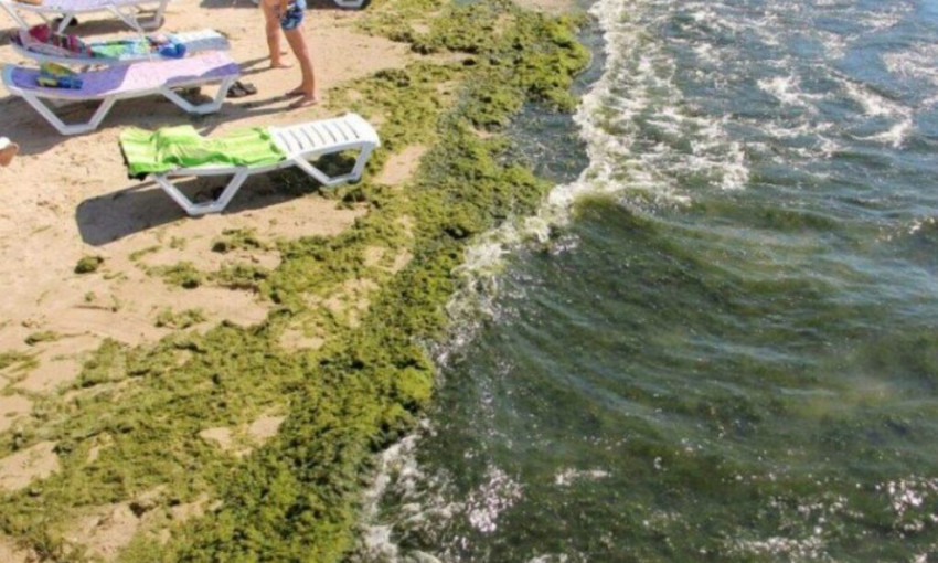 На одесских пляжах гниют водоросли 