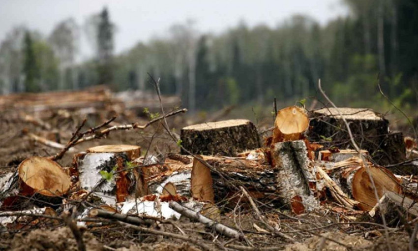"Лесоруб" незаконно валил деревья в лесу 