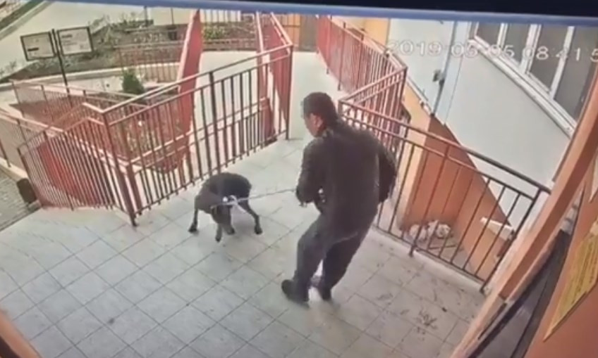 Изверг-собаковладелец попал на камеры видеонаблюдения