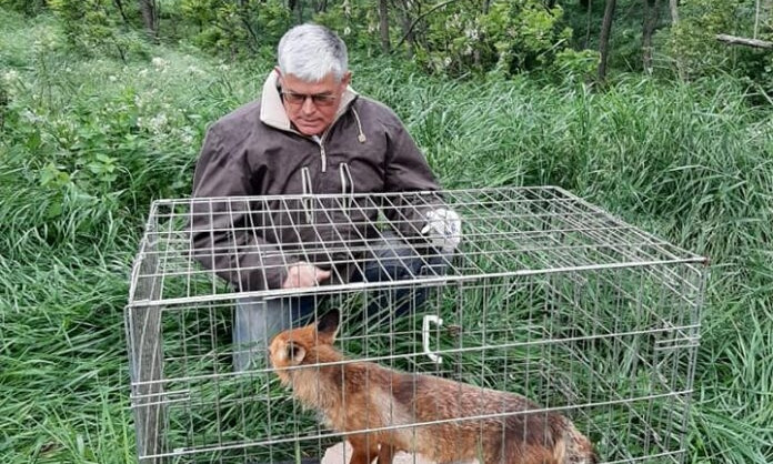 Директор Одесского зоопарка спас дикую лису