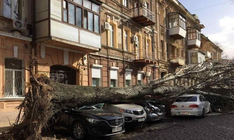 Одесситка, на чей автомобиль во время урагана упало дерево, выиграла суд у мэрии