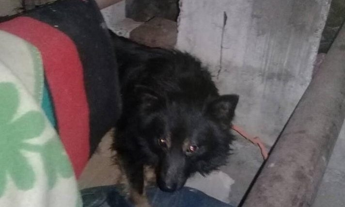 Бездомная приковала двух собак к трубе и держала их месяц в подвале (ФОТО)