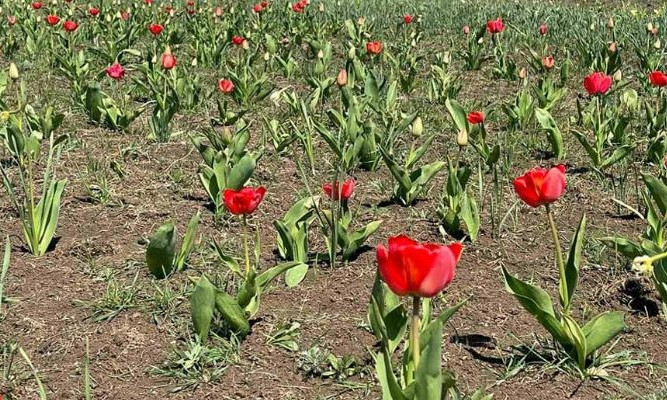 В Одесской области появилась "маленькая Голландия", - зацвело поле тюльпанов 