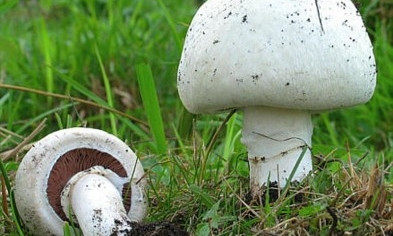 Семья отравилась грибами