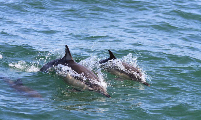 Возле порта "Южный" видели стаю дельфинов 