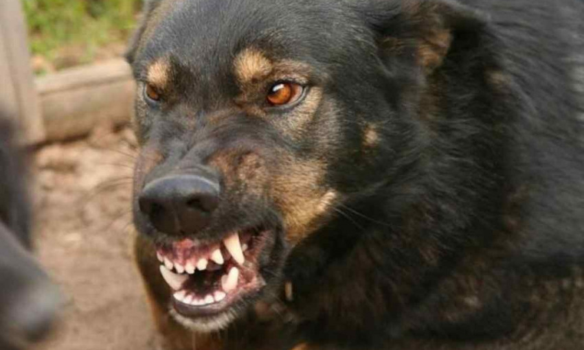 Одесситка приютила двух бродячих собак, которые бросаются на людей и "терроризируют" соседей