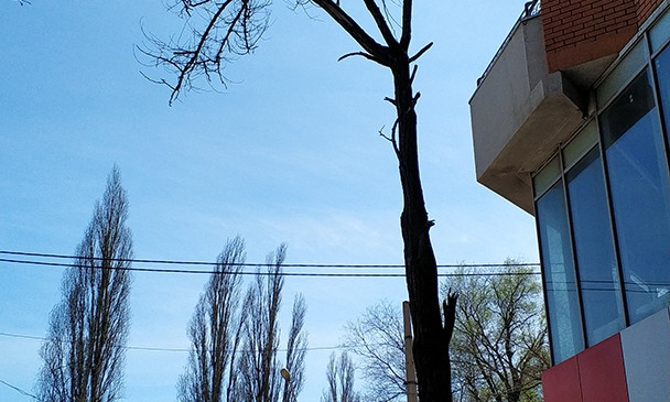 Молдаванка: в ЕЦОГ сообщили об опасном сухом дереве