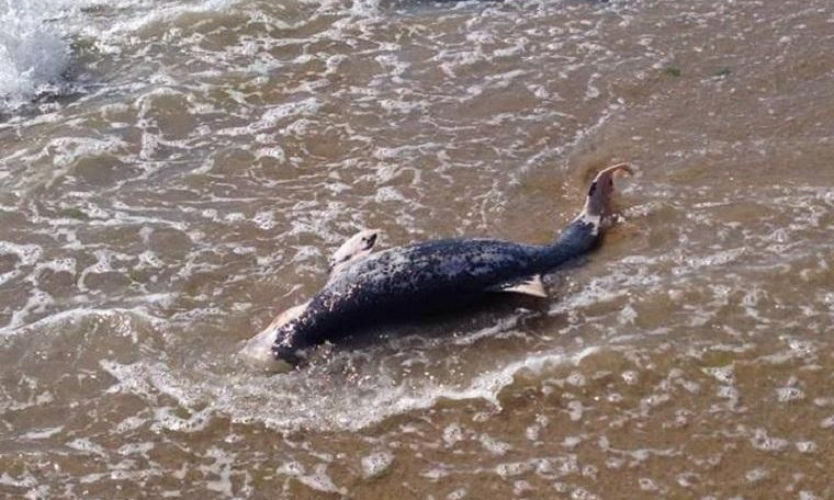 На курорте отдыхающие обнаружили мёртвого дельфина