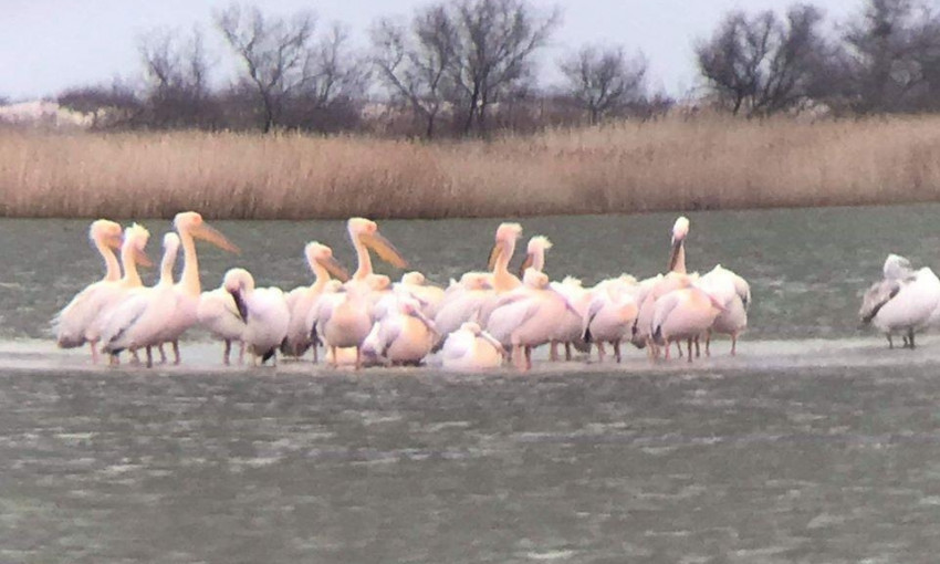 В природный парк «Тузловские лиманы» вернулись из зимовки пеликаны