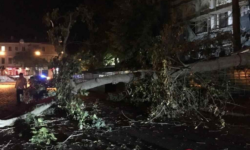 В центре Одессы дерево упало на авто 