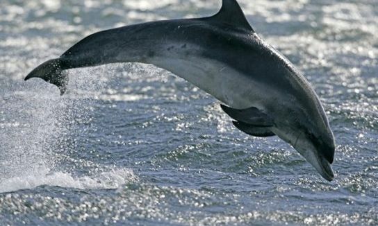Из-за агрессии России против Украины в Черном море массово гибнут дельфины
