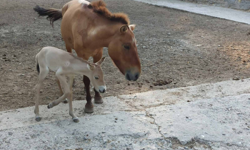 В большой семье одесского зоопарка пополнение: у породы редких лошадей появился жеребенок